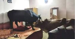 ਬੈੱਡਰੂਮ 'ਚ ਵੜੇ ਚਾਰ ਸਾਨ੍ਹ ਤੇ ਇੱਕ ਗਾਂ, ਉੱਧੜਧੁੰਮੀ ਮਚਾਈ