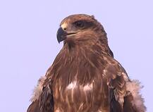 ਕਿਸਾਨ ਅੰਦੋਲਨ ਦੀ ਪਹਿਰੇਦਾਰੀ ਕਰਦਾ ਇਹ ਬਾਜ, ਕਿਸੇ ਵੀ ਸ਼ੱਕੀ ਹਰਕੱਤ ਤੇ ਰੱਖਦਾ ਪੂਰੀ ਨਜ਼ਰ