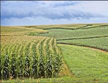 ਸਾਲਾਂ ਤੋਂ ਬੰਜਰ ਪਈ ਜ਼ਮੀਨ ਨੂੰ ਬਣਾ ਦਿੱਤਾ ਉਪਜਾਊ, ਇੰਝ ਸਖ਼ਤ ਮੇਹਨਤ ਤੋਂ ਬਾਅਦ ਉੱਗ ਰਹੀਆਂ ਸਬਜ਼ੀਆਂ  