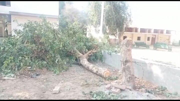 Major negligence on the part of power department, college trees cut down without approval ਬਿਜਲੀ ਵਿਭਾਗ ਦੀ ਵੱਡੀ ਅਣਗਹਿਲੀ, ਬਿਨ੍ਹਾਂ ਮਨਜ਼ੂਰੀ ਤੋਂ ਕੱਟੇ ਕਾਲੇਜ ਦੇ ਰੁੱਖ 