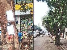 Chipko Mmovement: ਰੁੱਖਾਂ ਨੂੰ ਬਚਾਉਣ ਲਈ ਮੁੰਬਈ ’ਚ ‘ਚਿਪਕੋ ਅੰਦੋਲਨ’, ਵ੍ਹਟਸਐਪ ਗਰੁੱਪ ਰਾਹੀਂ ਮੁਹਿੰਮ