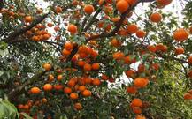 ਅਬੋਹਰ ਦੇ ਕਿੰਨੂਆਂ ਦੀ ਕਾਸ਼ਤ ਕਰਨ ਵਾਲੇ ਕਿਸਾਨ ਸਹੀ ਕੀਮਤਾਂ ਨਾ ਮਿਲਣ ਕਰਕੇ ਹੋਏ ਨਿਰਾਸ਼, ਆਖਰ ਕੀ ਕਰੇਗਾ ਸੂਬੇ ਦਾ ਕਿਸਾਨ