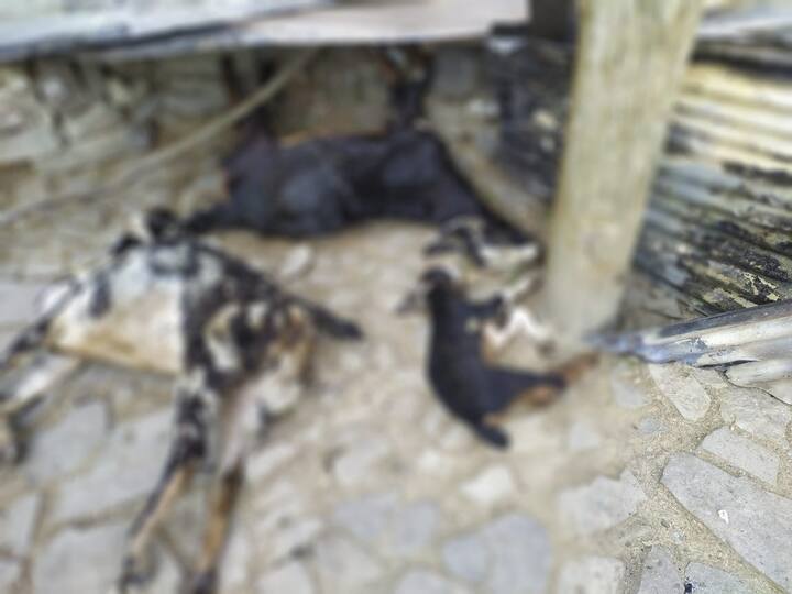 ਭਿਆਨਕ ਅੱਗ 'ਚ ਦੋ ਗਾਵਾਂ ਅਤੇ 10 ਬੱਕਰੀਆਂ ਸੜ ਗਈਆਂ।