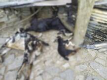 ਅੱਗ ਦੀ ਭੇਂਟ ਚੜੀ ਗਊਸ਼ਾਲਾ, ਜ਼ਿੰਦਾ ਸੜੀਆਂ ਗਾਵਾਂ ਤੇ ਬੱਕਰੀਆਂ 