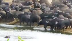 ਮੱਝਾਂ ਨਾਲ ਪੰਗਾ ਲੈ ਬੈਠਾ ਸ਼ੇਰ, ਸਿੰਗਾਂ ਨਾਲ ਪਟਕਾ-ਪਟਕਾ ਜਾਨੋਂ ਮਾਰਿਆ, ਵੀਡੀਓ ਵਾਇਰਲ