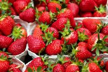 Strawberry Farming: ਕੰਸਟ੍ਰਕਸ਼ਨ ਦਾ ਕੰਮ ਛੱਡ ਸ਼ੁਰੂ ਕੀਤੀ ਸਟ੍ਰਾਬੇਰੀ ਦੀ ਖੇਤੀ, ਹੁਣ ਇੱਕ ਸੀਜ਼ਨ ਹੁੰਦੀ ਹੈ 8 ਲੱਖ ਰੁਪਏ ਦੀ ਕਮਾਈ