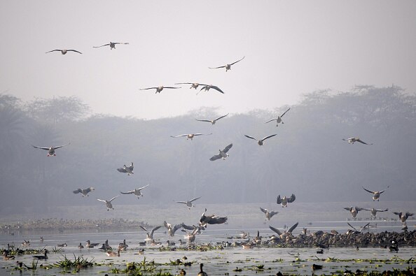 Birds dying across the country, alert in Punjab too, danger of bird flu! ਦੇਸ਼ ਭਰ 'ਚ ਮਰਨ ਲੱਗੇ ਪੰਛੀ, ਪੰਜਾਬ 'ਚ ਵੀ ਅਲਰਟ, ਬਰਡ ਫਲੂ ਦਾ ਖ਼ਤਰਾ!