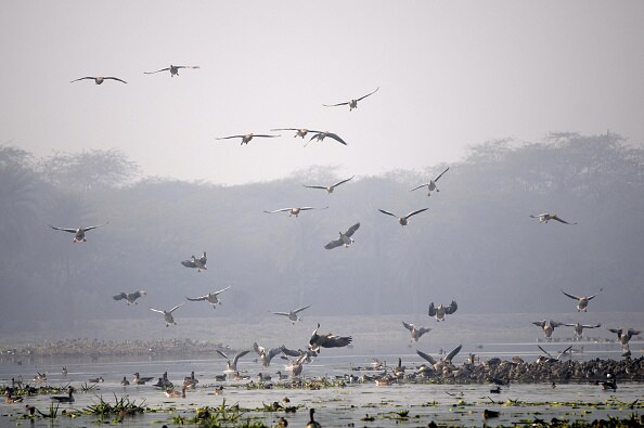 Forensic probe after death of millions of birds in Panchkula ਪੰਚਕੂਲਾ 'ਚ ਲੱਖਾਂ ਪੰਛੀਆਂ ਦੀ ਮੌਤ ਮਗਰੋਂ ਵਿੱਢੀ ਫੋਰੈਂਸਿਕ ਜਾਂਚ