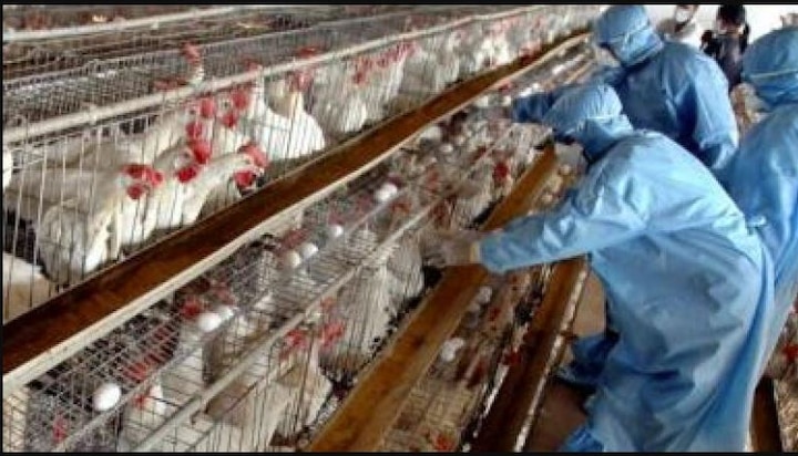 Chicken and egg prices fall by less than half due to bird flu outbreak ਬਰਡ ਫ਼ਲੂ ਫੈਲਣ ਕਾਰਨ ਚਿਕਨ ਤੇ ਆਂਡਿਆਂ ਦਾ ਘਟਿਆ ਭਾਅ, ਅੱਧੀ ਤੋਂ ਵੀ ਘੱਟ ਰਹਿ ਗਈ ਕੀਮਤ