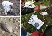 ਪੌਂਗ ਡੈਮ ਕੋਲ 1700 ਤੋਂ ਵੱਧ ਵਿਦੇਸ਼ੀ ਪੰਛੀਆਂ ਦੀ ਮੌਤ, ਹੋ ਸਕਦਾ ਬਰਡ ਫਲੂ, ਇਨਸਾਨਾਂ 'ਚ ਫੈਲ੍ਹਣ ਦਾ ਖ਼ਤਰਾ   