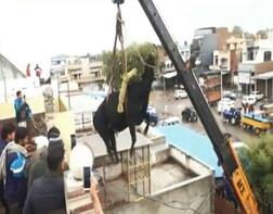 ਤਿੰਨ ਮੰਜ਼ਲੀ ਮਕਾਨ 'ਤੇ ਚੜ੍ਹ ਗਿਆ ਸਾਨ੍ਹ, ਕਰੇਨ ਨਾਲ ਹੇਠਾਂ ਉਤਾਰਿਆ