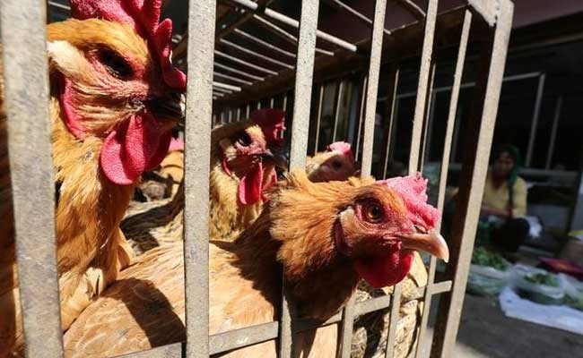 Delhi govt issues advisory not to consume half-cooked poultry products Bird Flu Prevention: ਚਿਕਨ-ਅੰਡਾ ਖਾਂਦੇ ਹੋ ਤਾਂ ਪੜ੍ਹੋ ਸਰਕਾਰੀ ਐਡਵਾਈਜ਼ਰੀ