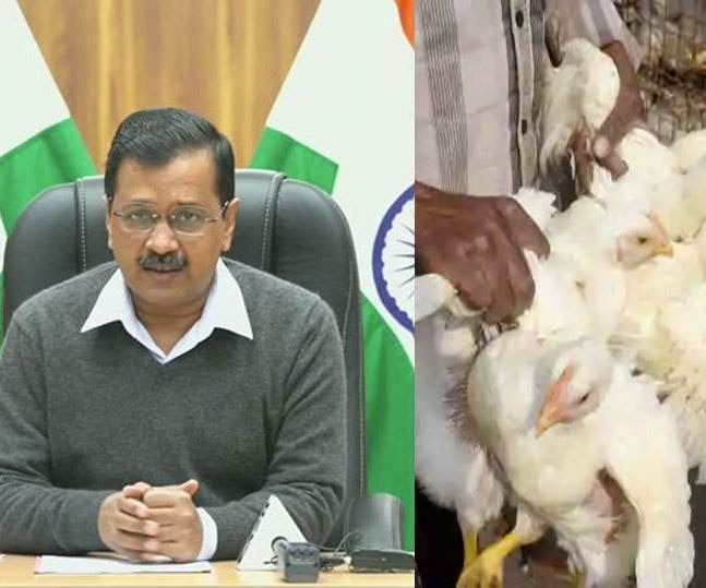 Bird flu terror reaches Delhi Kejriwal made a big announcement ਦਿੱਲੀ ਤੱਕ ਪਹੁੰਚੀ ਬਰਡ ਫਲੂ ਦੀ ਦਹਿਸ਼ਤ! ਕੇਜਰੀਵਾਲ ਨੇ ਕੀਤਾ ਵੱਡਾ ਐਲਾਨ 