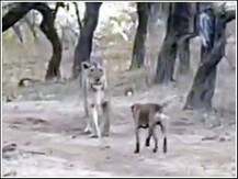 Viral Video: ਜਦੋਂ ਕੁੱਤੇ ਨੇ ਅੱਗੀ ਲਾਈ ਸ਼ੇਰਨੀ, ਦੇਖੋ ਵੀਡੀਓ