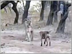 Viral Video: ਜਦੋਂ ਕੁੱਤੇ ਨੇ ਅੱਗੀ ਲਾਈ ਸ਼ੇਰਨੀ, ਦੇਖੋ ਵੀਡੀਓ