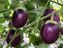 ਸਾਵਧਾਨ! ਇਹ ਲੋਕ ਕਦੇ ਨਾ ਖਾਣ ਬੈਂਗਣ