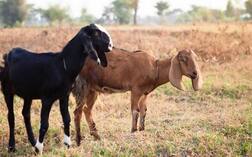 ਕਿਸਾਨ ਨੇ ਸ਼ੁਰੂ ਕੀਤਾ ਅਨੋਖਾ ਬੈਂਕ, 'ਇੱਕ ਬੱਕਰੀ ਲੈ ਜਾਓ, ਵਾਪਸ ਕਰੋ 4 ਮੇਮਣੇ', ਹਰੇਕ ਨੂੰ 2.5 ਲੱਖ ਰੁਪਏ ਲਾਭ