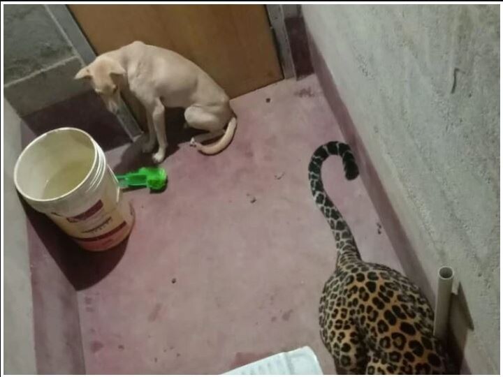 Viral Video: Dog trapped with leopard in the same toilet, see what happened in the video Viral Video: ਇੱਕ ਹੀ ਟਾਇਲਟ 'ਚ ਤੇਂਦੂਏ ਦੇ ਨਾਲ ਫੱਸਿਆ ਕੁੱਤਾ, ਵੀਡੀਓ 'ਚ ਦੇਖੋ ਫਿਰ ਕੀ ਹੋਇਆ