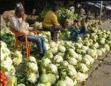 ਸਹੀ ਕੀਮਤ ਨਾ ਮਿਲੀ ਤਾਂ ਕਿਸਾਨ ਨੇ ਸੜਕ 'ਤੇ ਹੀ ਸੁੱਟ ਦਿੱਤੀ ਕਈ ਕਵਿੰਟਲ ਗੋਭੀ, ਜਾਣੋ ਫਿਰ ਕੀ ਹੋਇਆ