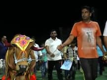 વડોદરામાં યોજાયેલી નાઇટ ક્રિકેટ ટૂર્નામેંટમાં મેન ઑફ ધ સીરીઝને ઇનામમાં ‘ગાય’ની ભેટ