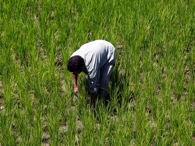 India non basmati rice exports grow 109 percentage in FY 2021 22 भारताच्या बिगर-बासमती तांदळाच्या निर्यातीत 109% वाढ; डीजीसीआयएसची आकडेवारी  