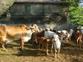 હિમાચલ હાઇકોર્ટનો કેંદ્ર સરકારને આદેશ, કહ્યું- 6 મહીનાની અંદર બનાવો ગૌ હત્યા રોકવાનો કાયદો