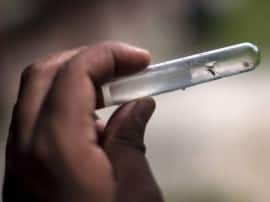 New Test To Detect Dengue Chikungunya Within Five Days Of Fever At Niv NIVએ તૈયાર કર્યું નવું પરિક્ષણ, માત્ર પાંચ દિવસમાં જાણી શકાશે ડેન્ગ્યુ, ચિકનગુનિયા વિશે