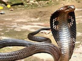 Accident To During Save Snake સાપને બચાવવા જતા કારનો અકસ્માત, 1નું મોત 3 ઘાયલ