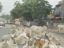 રખડતા ઢોરને લઇને પોલીસ કમિશ્નરે બહાર પાડ્યું જાહેરનામું