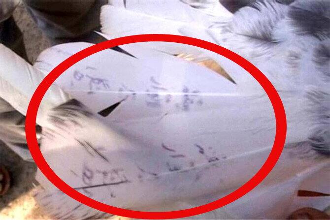 આ અંગે મુકેરિયાના ડીએસપીએ ભુપિંદર સિંહે જાણકારી આપી હતી કે, કબૂતરના પીંછા પર નંબર અને શરીર પર ઉર્દુમાં કેટલાક શબ્દો લખેલા છે. પંજાબ પોલિસને શંકા છે કે, આ કોઈનો મોબાઈલ નંબર હોઈ શકે છે અથવા કબૂતર દ્વારા કોઈ ગુપ્ત મેસેજ મોકલવામાં આવ્યો છે. તેમણે જણાવ્યું કે, ઉર્દુમાં લખેલ શબ્દોનો અનુવાદ કરાવવામાં આવ્યો તો તેનો મતલબ રવિવાર, બુધવાર અને શુક્રવાર નિકળ્યો છે. પંજાબ પોલિસ આ મામલે તપાસ કરી રહી છે. સૂત્રો અનુસાર પંજાબ પોલિસની તપાસમા મળેલ ઇનપુટને આર્મી ઇન્ટેલિજન્સને સોંપવામાં આવ્યા છે.