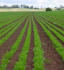 ખેતી-બિનખેતી હતેુથી જમીનને જૂની શરતમાં ફરેવવાની પ્રક્રિયાને સરળ બનાવાઇ