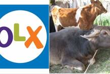 OLX પર ગાય-ભેંસ વેચીને ખેડૂતો વઘારે કમાણી કરી રહ્યા છે, જાણો કેવી રીતે