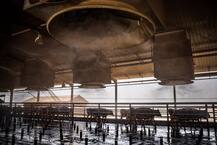 સાઉદી અરેબિયાઃ ક્રૂડે રોવડાવ્યા બાદ શેખ હવે વેચશે દૂધ, જાણો કેટલી ગાય છે સમ્રાટના દિકરા પાસે