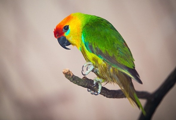 What Gives Parrots Exceptional Cognitive Abilities And Long Life Spans? Study Gives Answers Parrots : చిలకల సగటు జీవిత కాలం ఎంతో తెలుసా ? జర్మనీ శాస్త్రవేత్తలు చెప్పేశారు