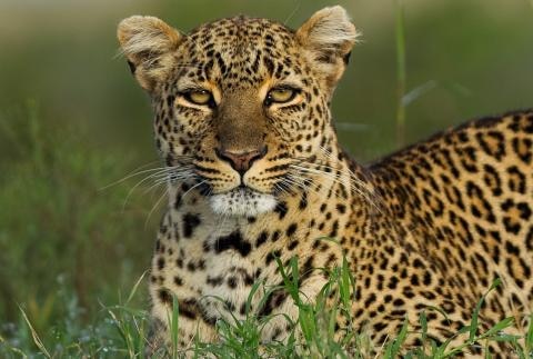 Delhi News: Leopard caught on camera trap at Asola Bhatti Wildlife Sanctuary, alerted to people Delhi News: दिल्ली के इस इलाके में दिखा तेंदुआ, लोगों को घर से बाहर निकलते वक्त सतर्क रहने की दी गई सलाह