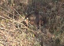 સુરતઃ કિશોરનું ધડ વગરનું માથું મળતાં ખળભળાટ, બલી ચઢાવી હોવાની ચર્ચા