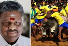 તમિલનાડૂમાં કાલે યોજાશે જલ્લિકટ્ટુ, CM પન્નીર સેલ્વમ કરશે ઉદ્ધાટન