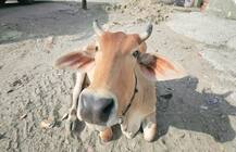 ગૌહત્યા પર સમગ્ર દેશમાં પ્રતિબંધ લગાવવાનો સુપ્રીમ કોર્ટનો ઇનકાર