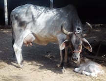 રાજ્યમાં ગૌહત્યા કરવા પર થશે આજીવન કેદ, ગુજરાત વિધાનસભામાં પસાર થયું બિલ