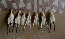 મેરઠ: નિવૃત કર્નલના ઘરે DRIનો દરોડો, વન્ય જીવની ખોપડીઓ 40 રાઈફલ અને એક કરોડ કેશ જપ્ત