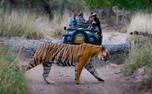 હવે ગુજરાતમાં પણ ટાઈગર સફારીની મજા માણી શકાશે, જાણો ક્યાં અને ક્યારે શરૂ થશે...