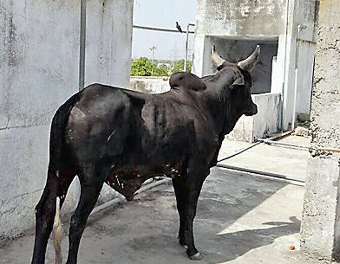 મહેસાણાઃ મહેસાણાના વિસનગરમાં ઉત્તરગુજરાત વિજ કંપનીની ઓફિસની સામે આવેલા છ માળના શુભમ ફ્લેટના ધાબા પર આખલો ચઢી જતાં કુતુહલ સર્જાયું હતું. આખલો શુભમ ફ્લેટના 64 પગથિયા ચઢીને ધાબા પર ચઢી ગયો હતો. બાદમાં લોકોએ આખલાને ચઢાવવા માટે ખાવાનું પણ આપ્યું હતું છતાં આખલો નીચે ઉતરી રહ્યો નહોતો.