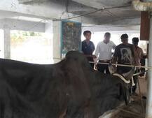 મહેસાણામાં આખલો છ માળના ફ્લેટના ધાબા પર ચડી ગયો, જાણો કઈ રીતે ઉતારવો પડ્યો ? 