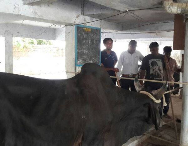 પાલિકાના દબાણ વિભાગના વિનોદ ડોડિયા અને ફાયર અધિકારીએ પણ અનેક પ્રયાસો કર્યા હતા છતાં આખલો નીચે ઉતરી રહ્યો નહોતો. બાદમાં બે રબારીઓએ શિંગડા ફરતે દોરડુ બાંધી તે આખલાને નીચે ઉતાર્યો હતો.