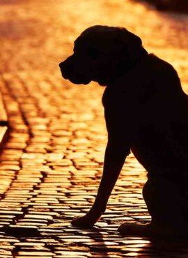 ખૂબ બધું લોહી વહી જવાને કારણે બ્લડ-પ્રેશર ઘટી ગયું છે. હજી પીડિત ભાઇ બેહોશ છે એટલે કેમ તેના જ પાળેલા કૂતરાએ તેની સાથે આવું કર્યું એનું કારણ જાણવા મળ્યું નથી. આ ઘટના પછી ડોગીને ઘરના એક રૂમમાં બંધ કરી દેવાયો છે.