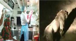 ગુજરાતમાં 12 સિંહોથી ઘેરાયેલી એમ્બુલન્સમાં મહિલાએ આપ્યો બાળકને જન્મ, જાણો સમગ્ર ઘટના