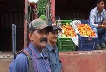 મધ્ય પ્રદેશના ઇંદોરમાં હાથમાં બંદૂક લઈ ટમેટાની ચોકીદારી કરી રહ્યા છે સુરક્ષા ગાર્ડ