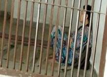 હિંસા કરાવવા હનીપ્રીતે વહેંચ્યા હતા 1.25 કરોડ, બેઠકમાં કોણ કોણ રહ્યું હતું હાજર?