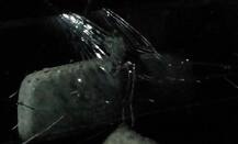 જીગ્નેશ મેવાણીના કાફલા પર પથ્થરથી હુમલો કરી ગાડીના કાચ તોડ્યા, કયા પક્ષ પર કરવામાં આવ્યો આક્ષેપ, જાણો વિગતે