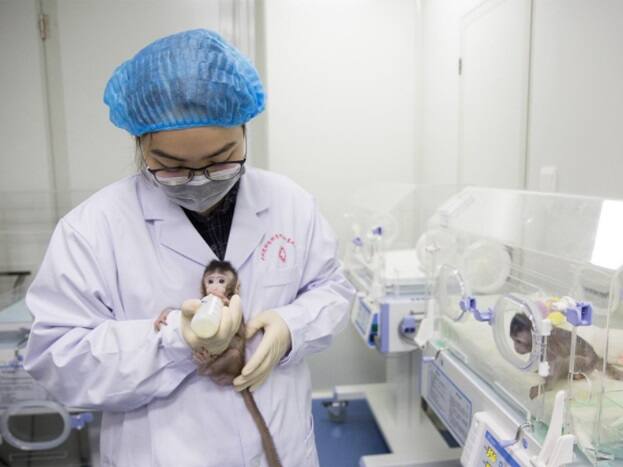  જાણાકારી અનુસાર વાંદરાનું ક્લોન તૈયાર કરવામાં 20 વર્ષ પહેલા ડોલી નામના ઘેટાંને ક્લોનથી તૈયાર કરવામાં આવ્યું હતું તે ટેકનોલોજીનો ઉપયોગ કરવામાં આવ્યો છે.